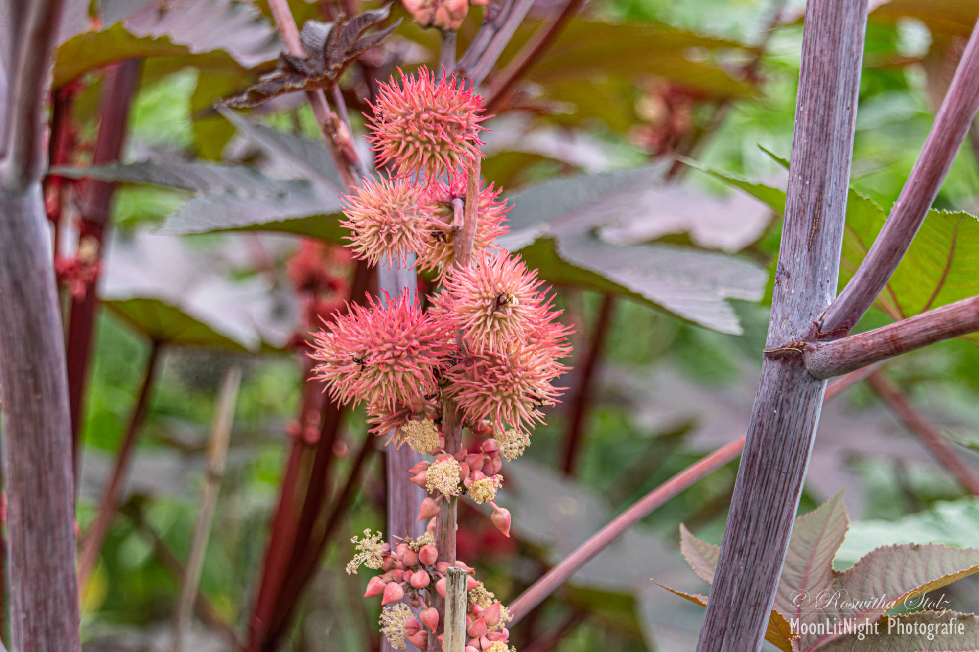 Botanischer Garten München