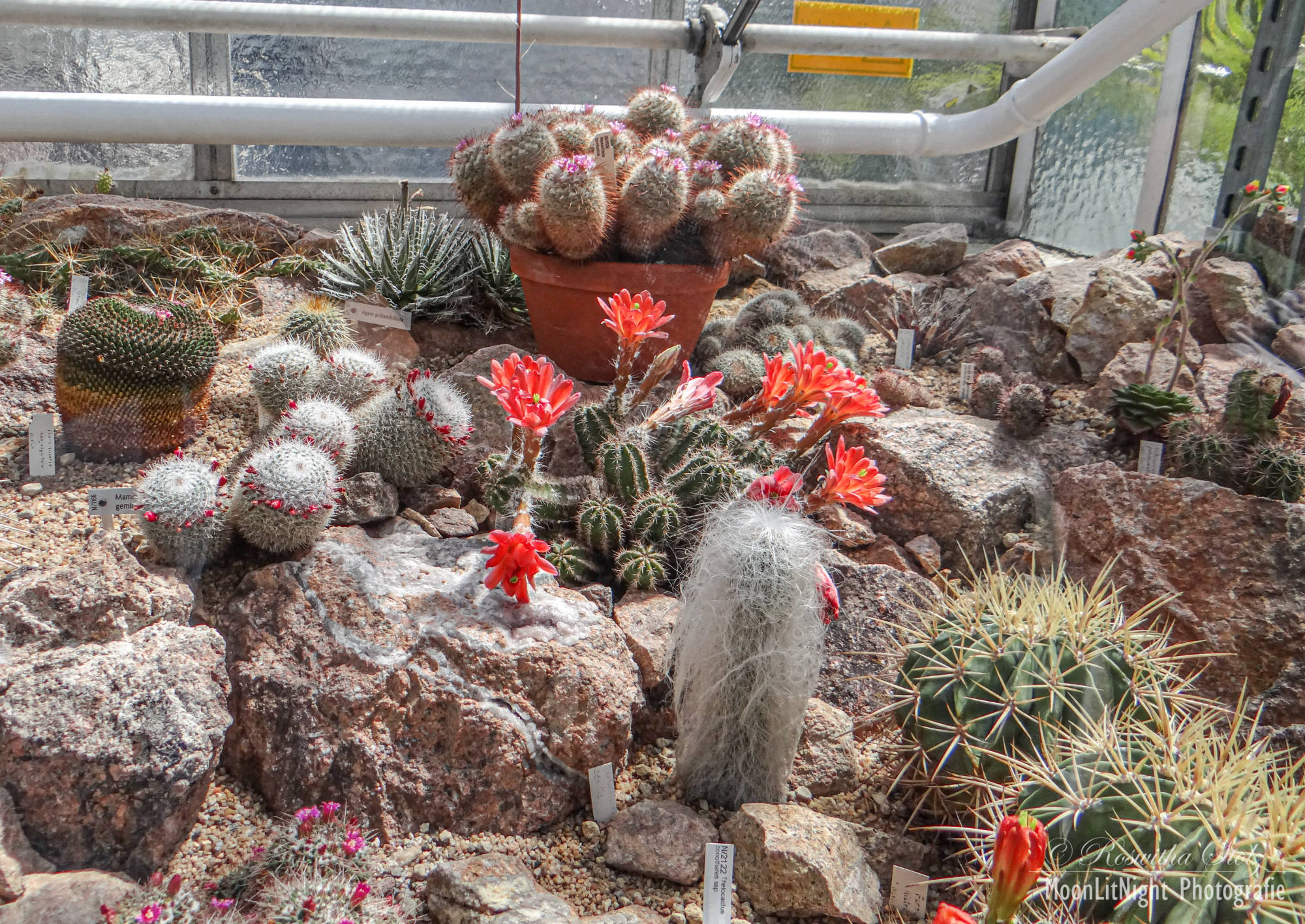 Botanischer Garten München