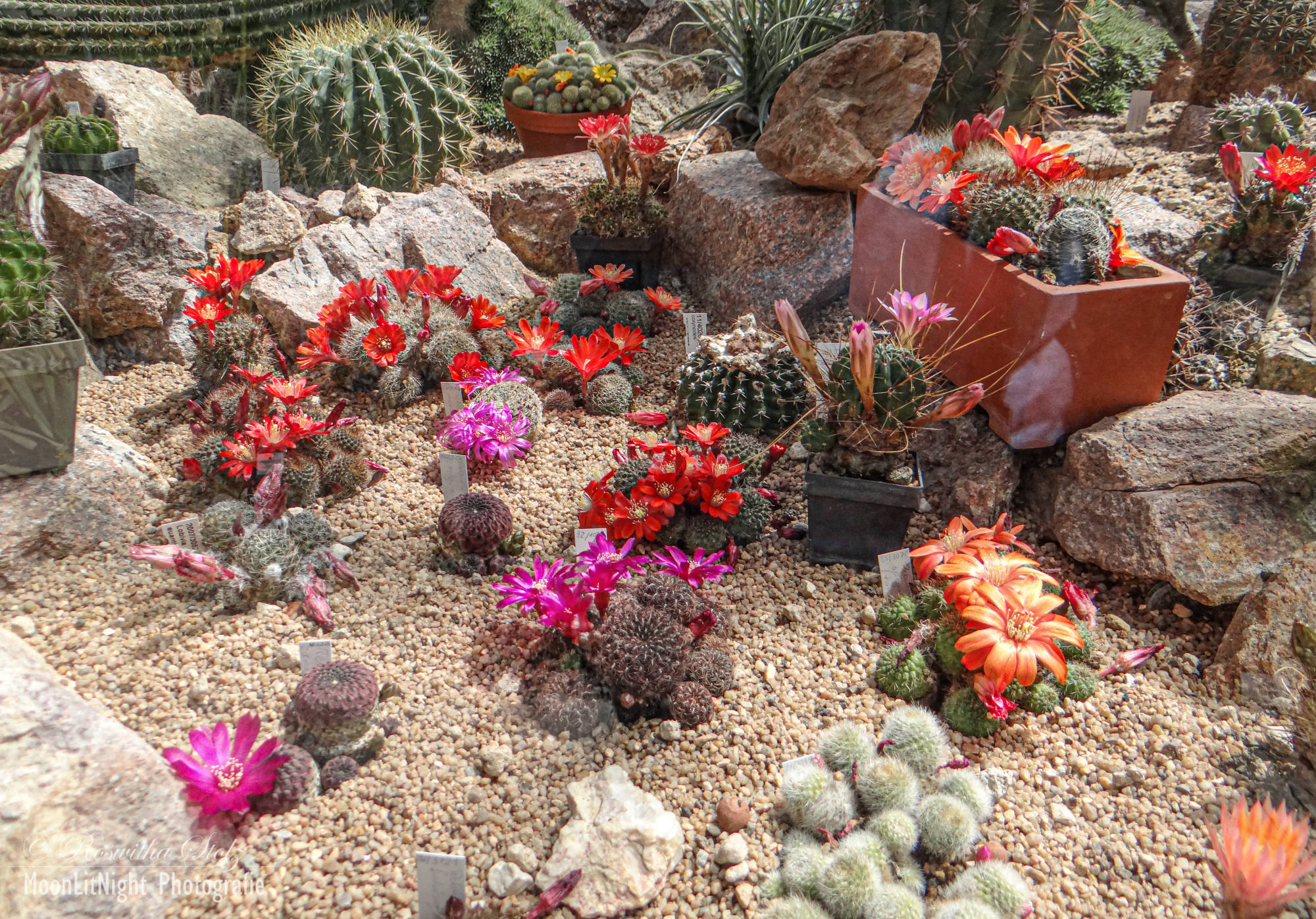 Botanischer Garten München