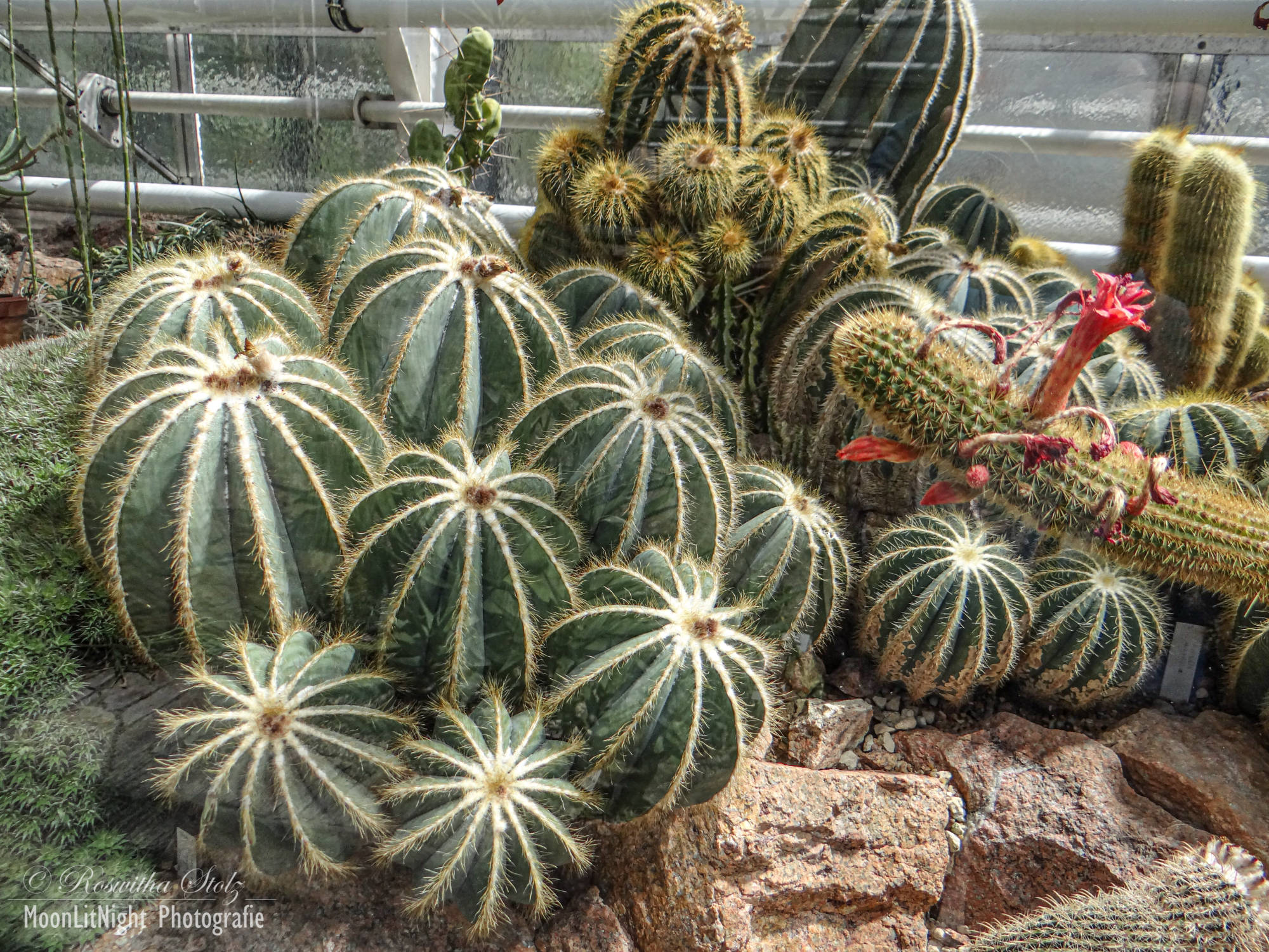 Botanischer Garten München