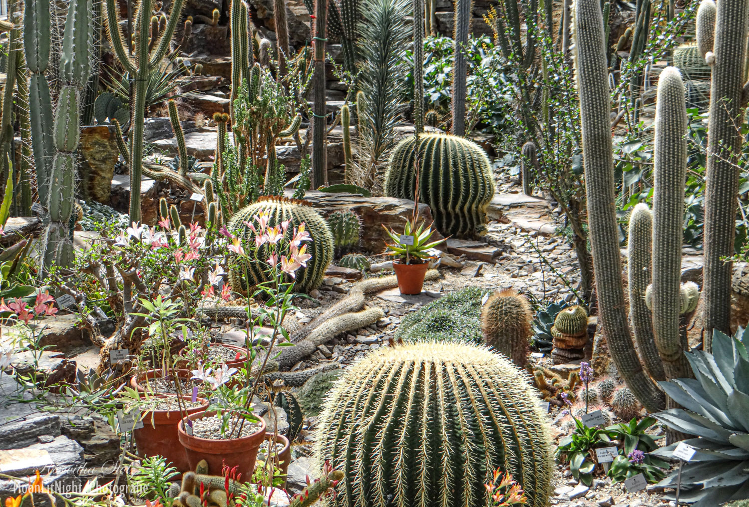 Botanischer Garten München