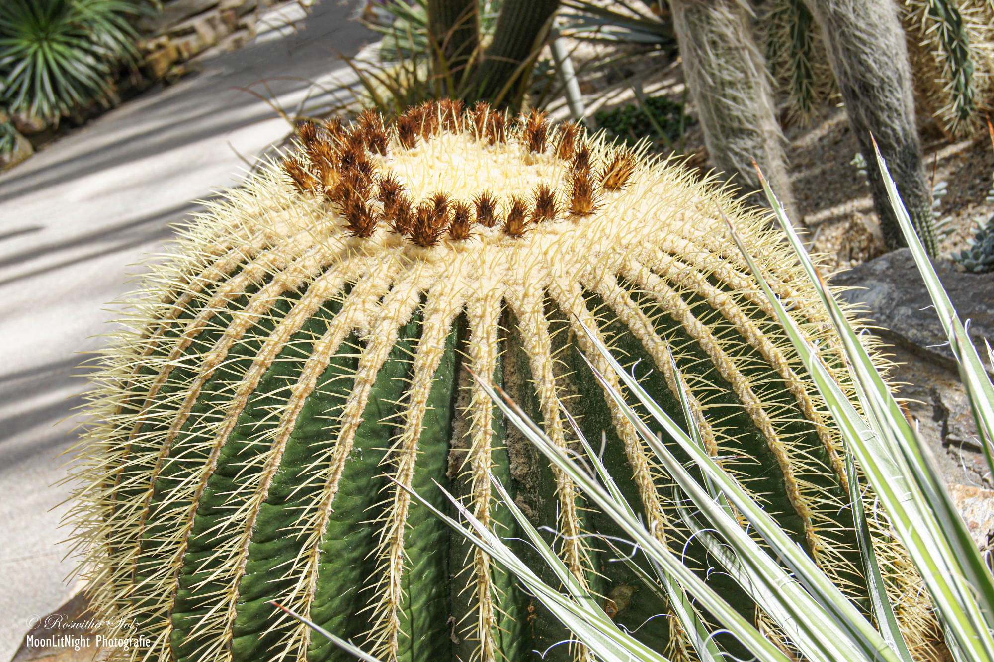 Botanischer Garten München