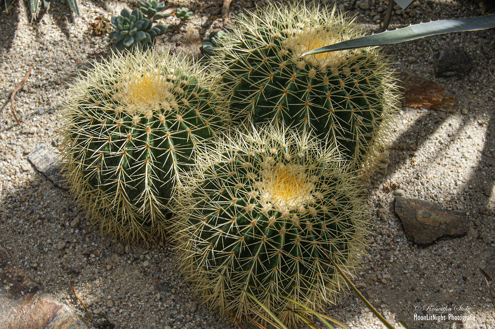 Botanischer Garten München