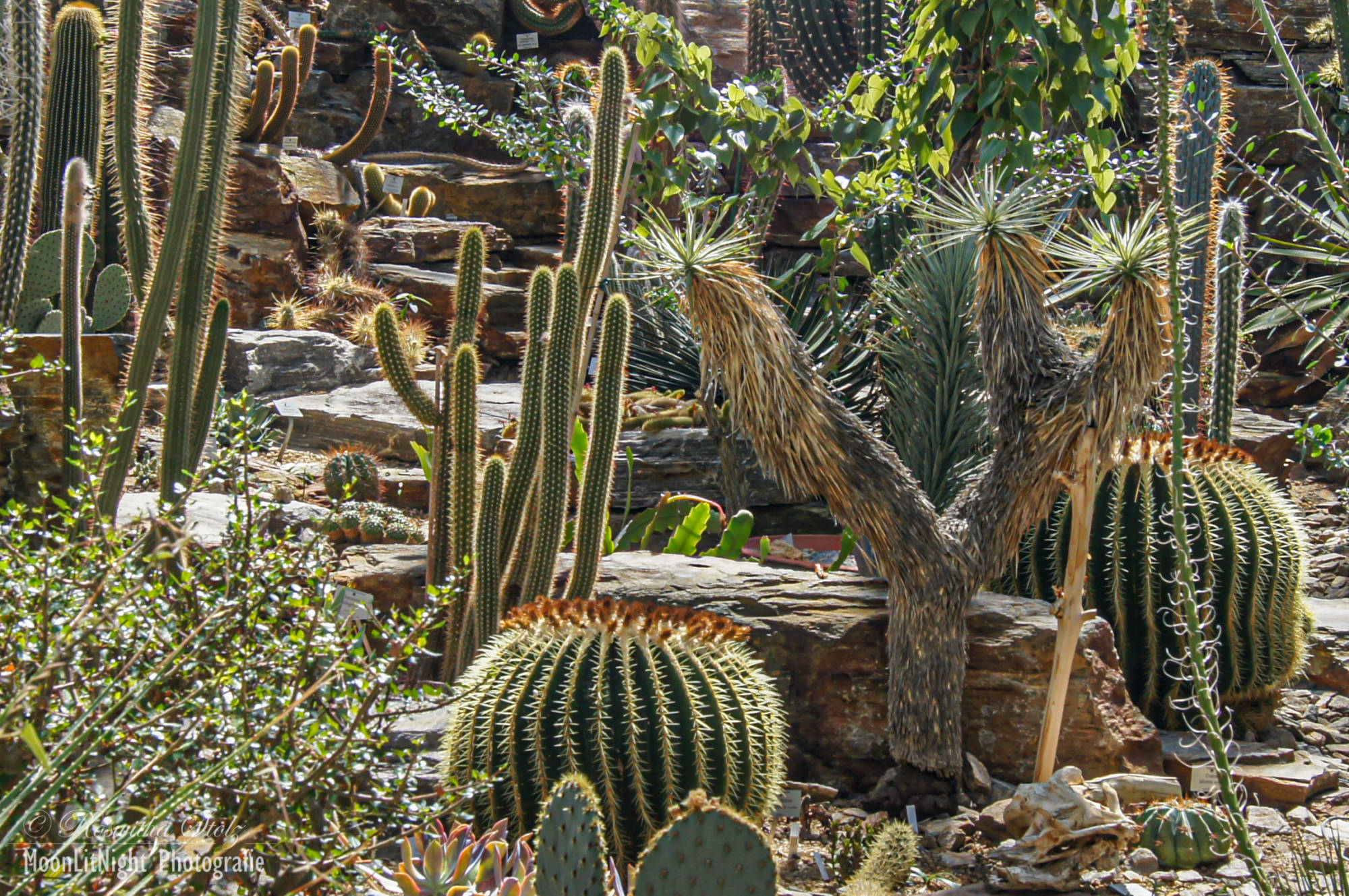 Botanischer Garten München