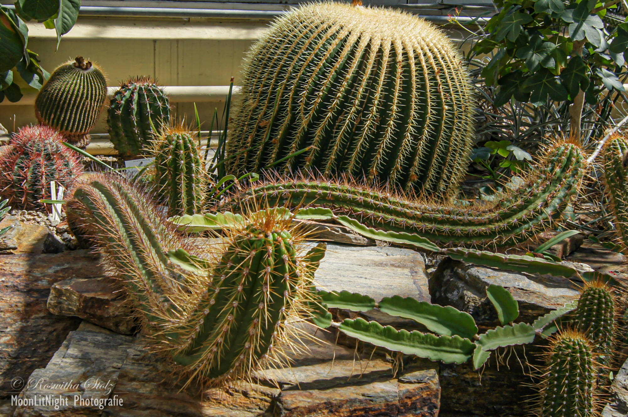 Botanischer Garten München